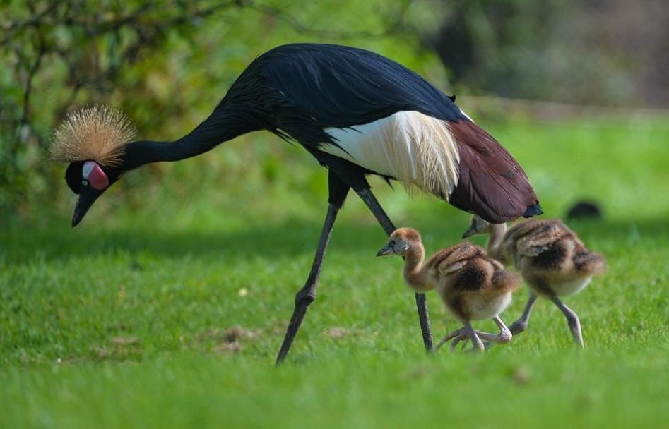 Black Crowned Crane